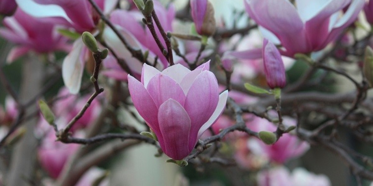 Exploring Magnolia Symbolism: Beauty, Strength, and Southern Grace