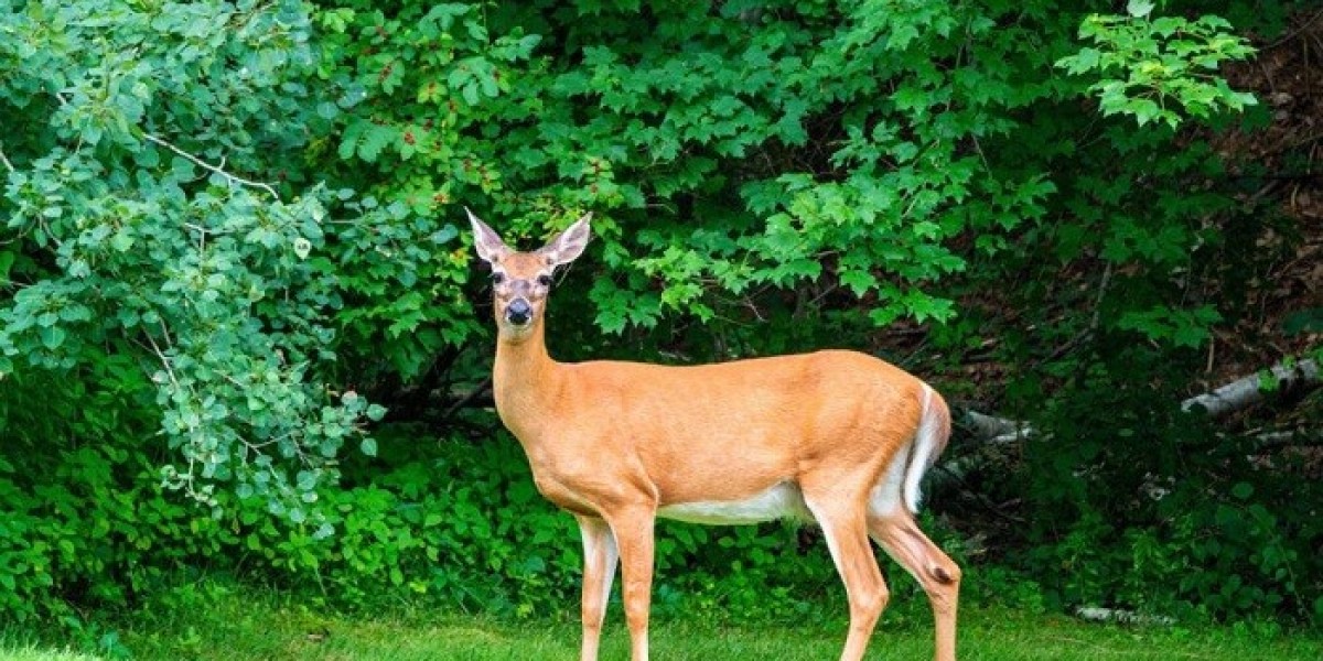Deer Symbolism as a Guide to Emotional Balance