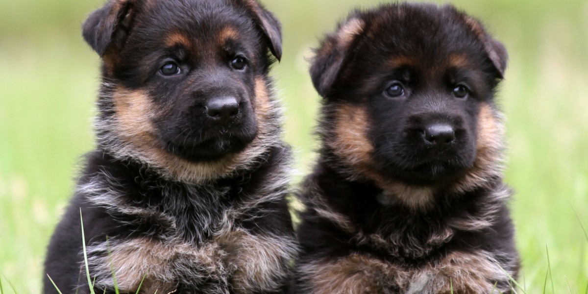 German Shepherd Puppies for Sale in Florida – Purebred & Healthy