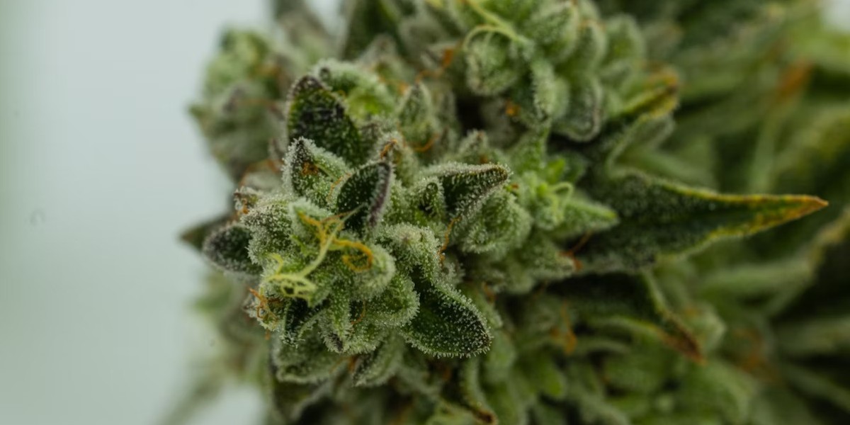 Trusted Cannabis Store in Aberdeen: Cannabis 21 Has You Covered