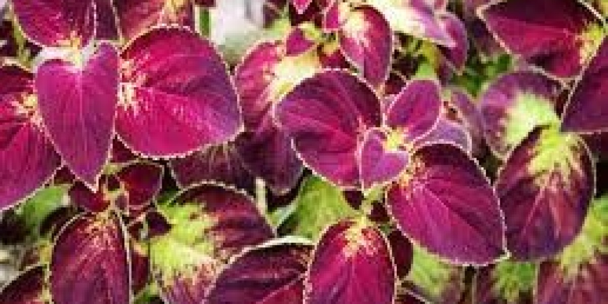 Forskolin Market Research Exploring Clinical Studies, Consumer Insights, and Industry Growth Prospects