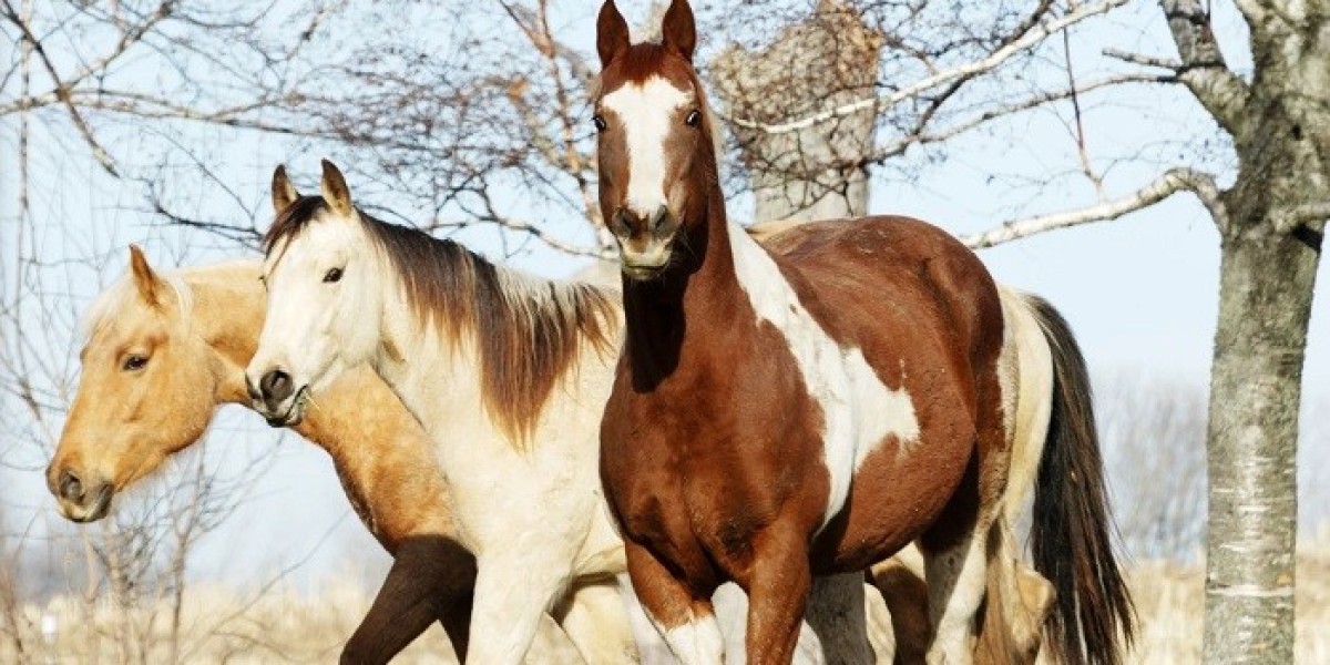 Horse Symbolism: A Journey of Inner Freedom