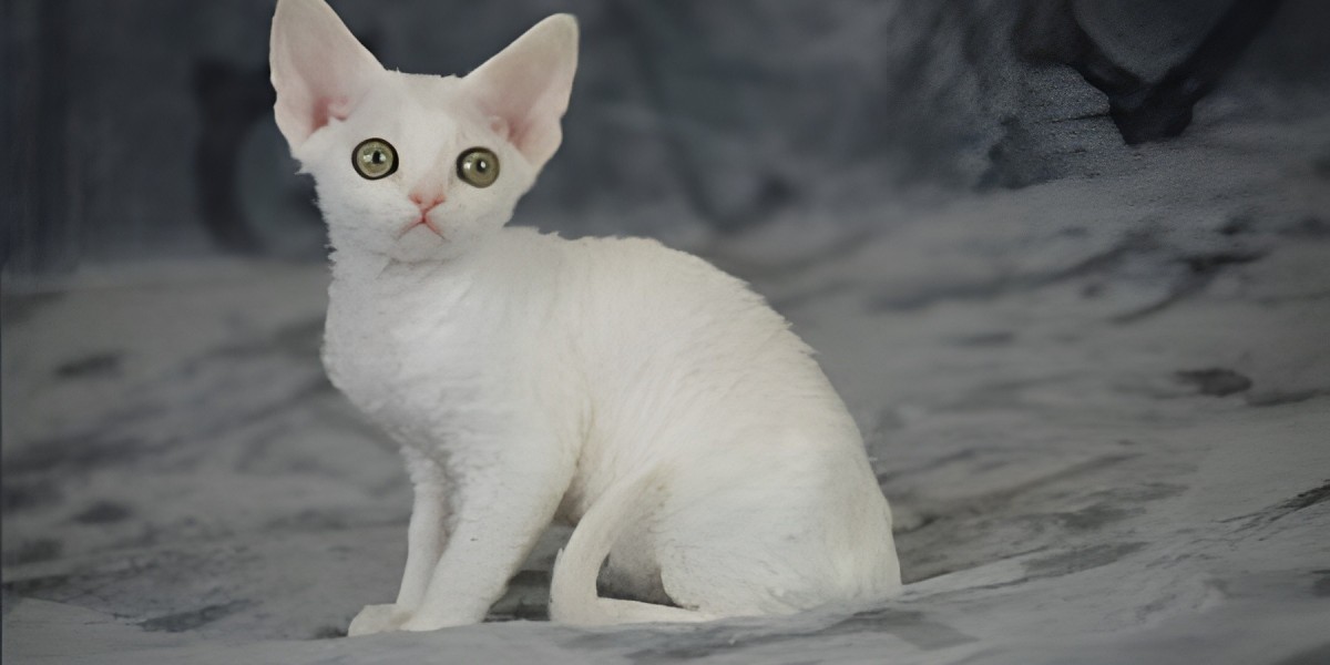 A Proactive Owner's Guide to Sphynx Cat Health and Wellness