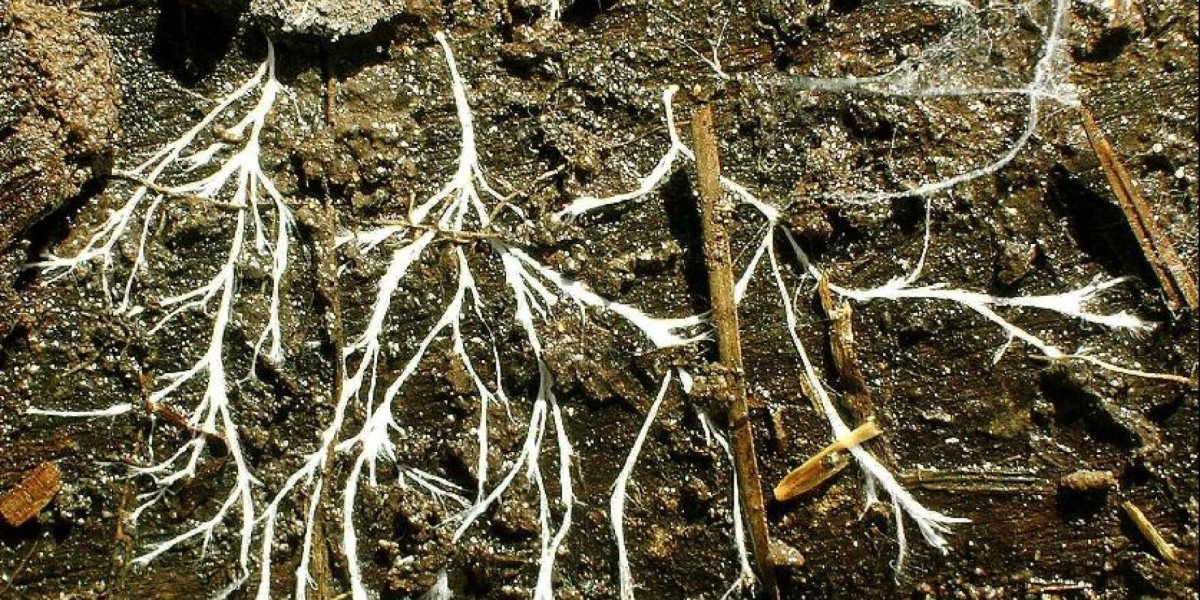 Mycelium Market Forecast Highlights Rising Demand in Sustainable Packaging, Fashion, and Food Industries