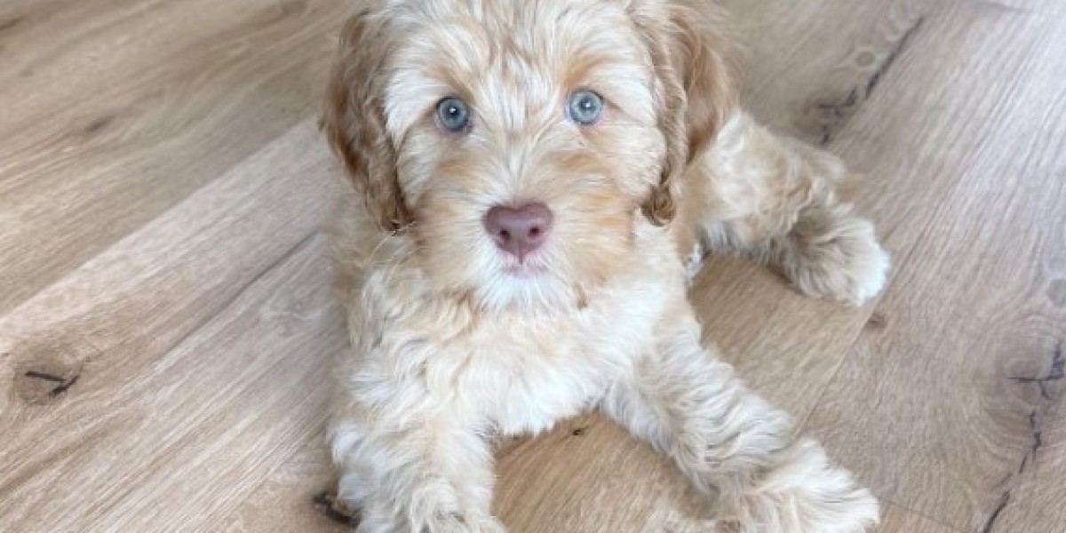 A Breeder’s Diary: The Passion Behind Your Perfect Puppy