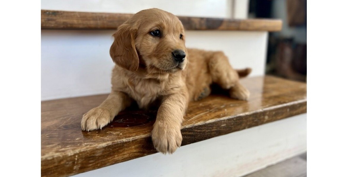 Why a Small Goldendoodle Might Be the Best Work-From-Home Companion You’ll Ever Have