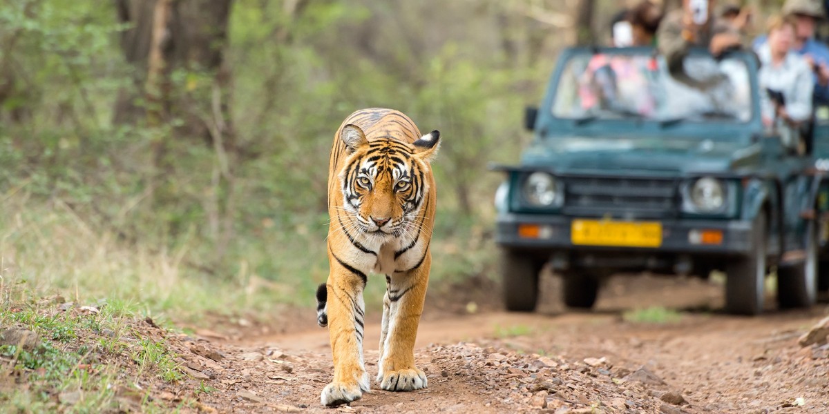 Beyond Tourism: The Soulful Experience of Tiger Safari India