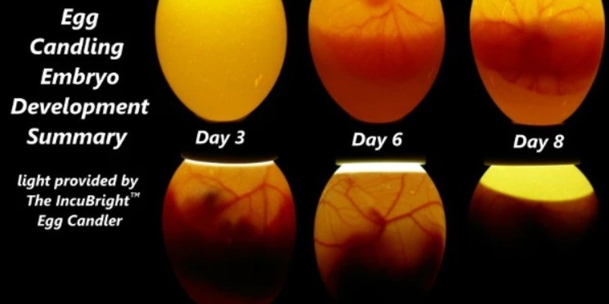 Candling Hen Eggs: A Beginner’s Guide to Successful Hatching