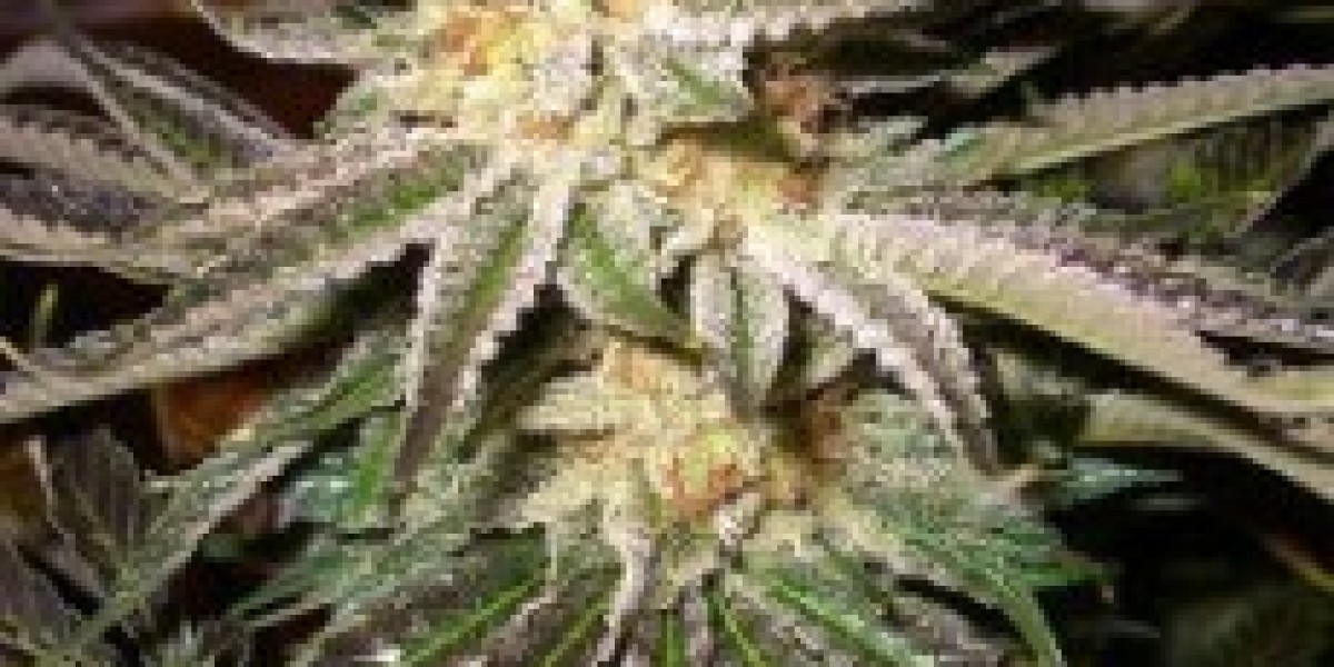 Cannabis Samen online bestellen: Ihr ultimativer Guide für Qualität und Diskretion