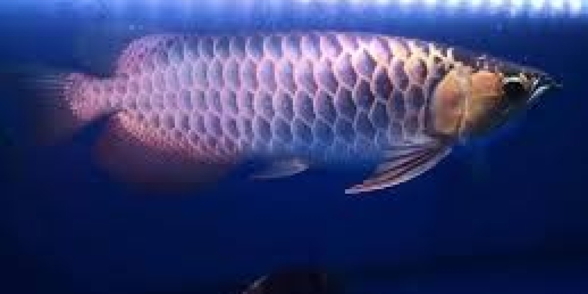 Premium Arowana for Sale with Overnight Delivery