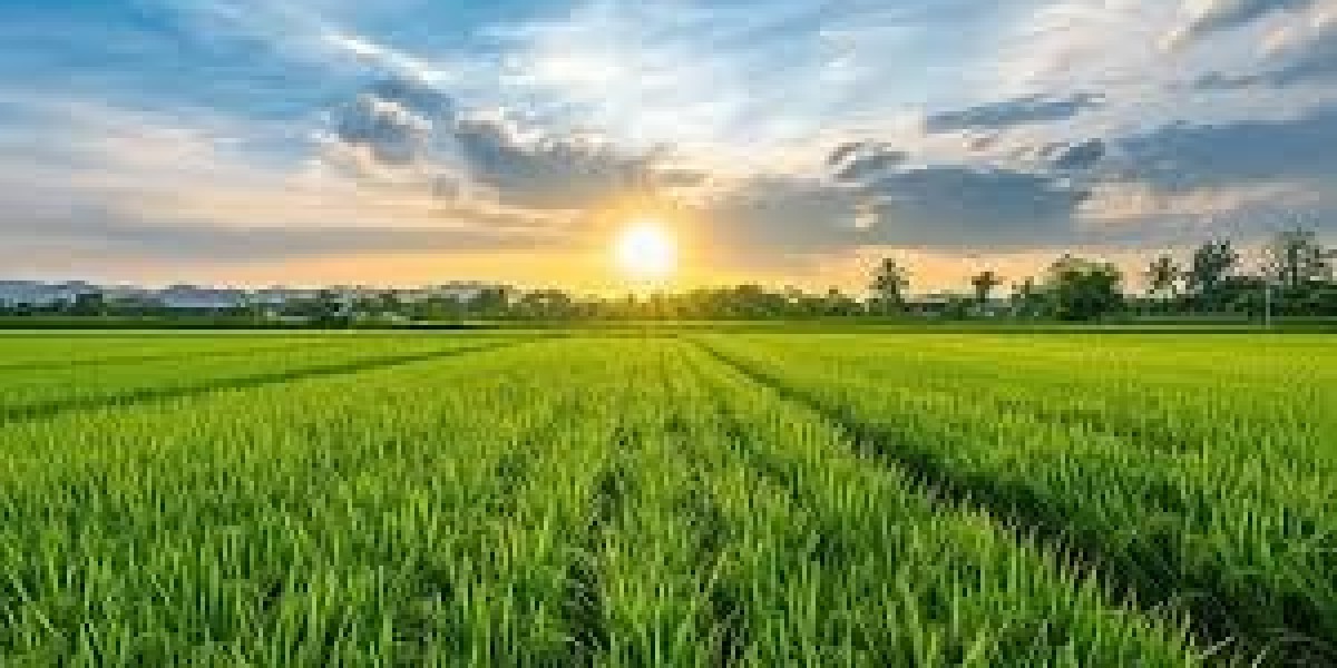 Vill Field's: A Destination with Endless Stories