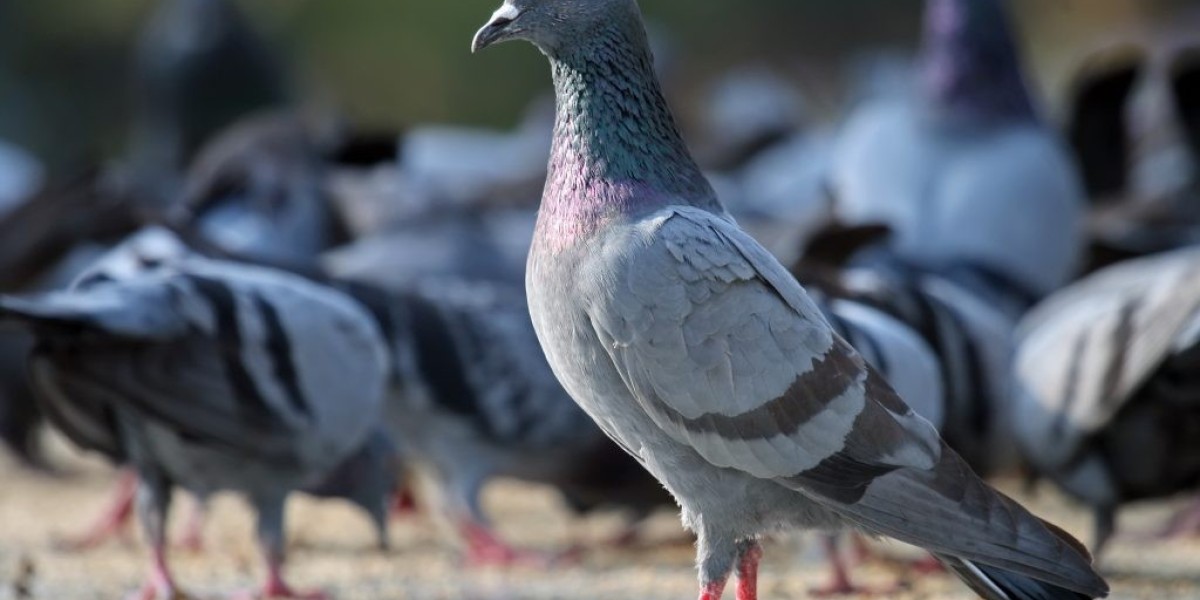 Bird Proofing Melbourne: Long-Lasting Protection for Homes and Businesses