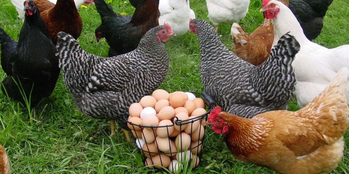 Poultry Market Is Likely to Experience a Tremendous Growth in Near Future