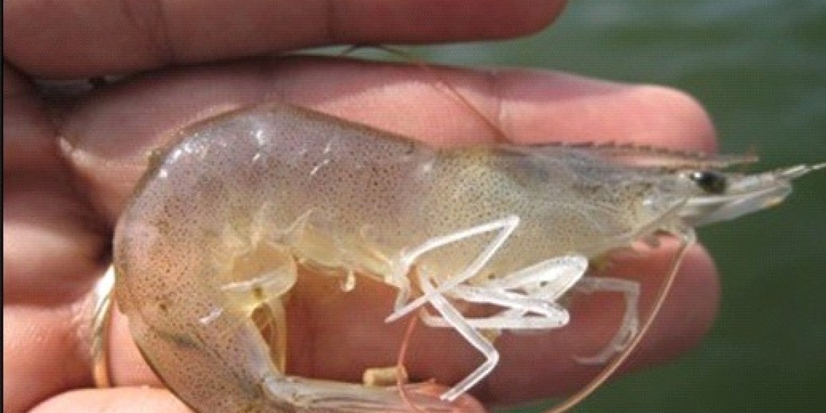 Shrimp Seed Market Challenges Influencing Growth, Sustainability, Disease Management, and Regional Operations