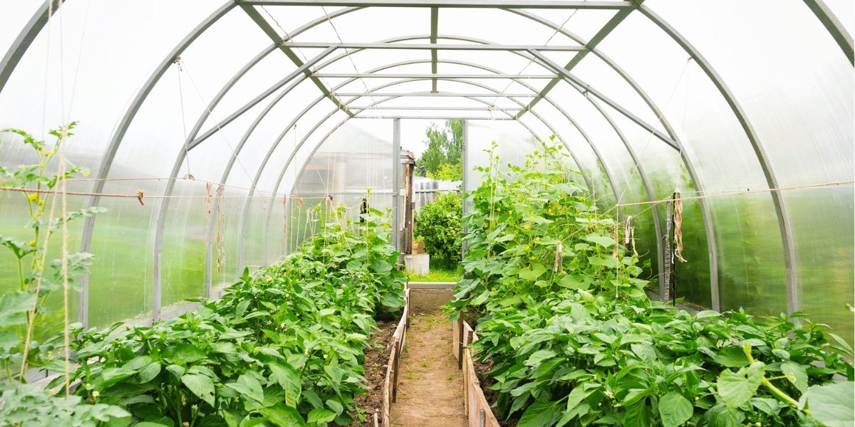 Qatar's Greenhouse Market: Innovations Driving Agricultural Transformation