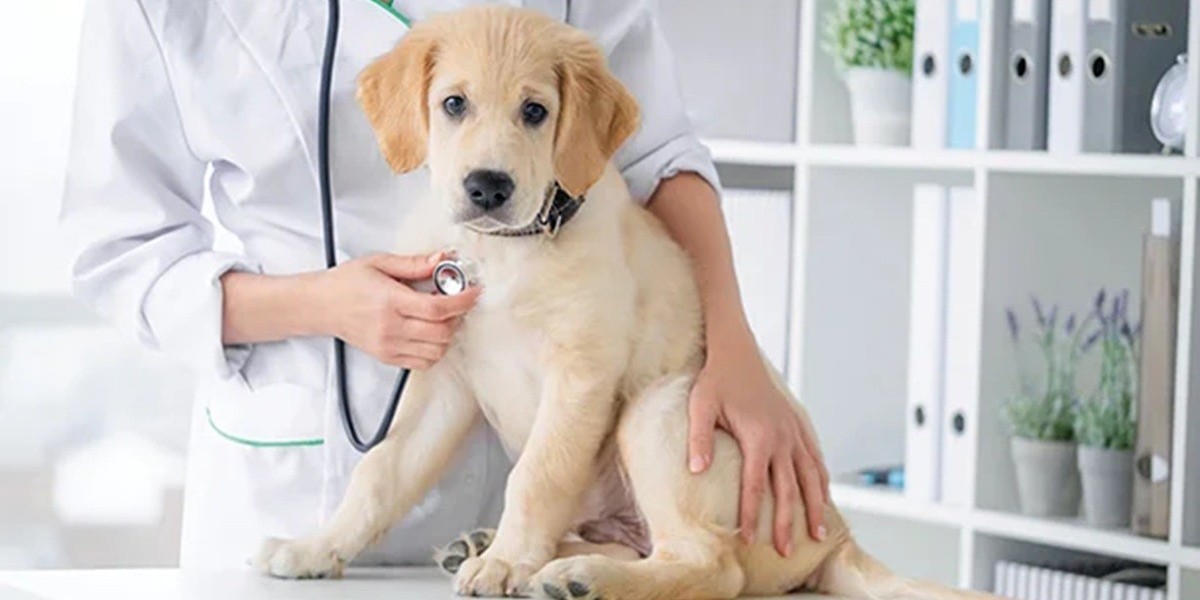 Pet Care Market is Booming with Strong Growth Prospects