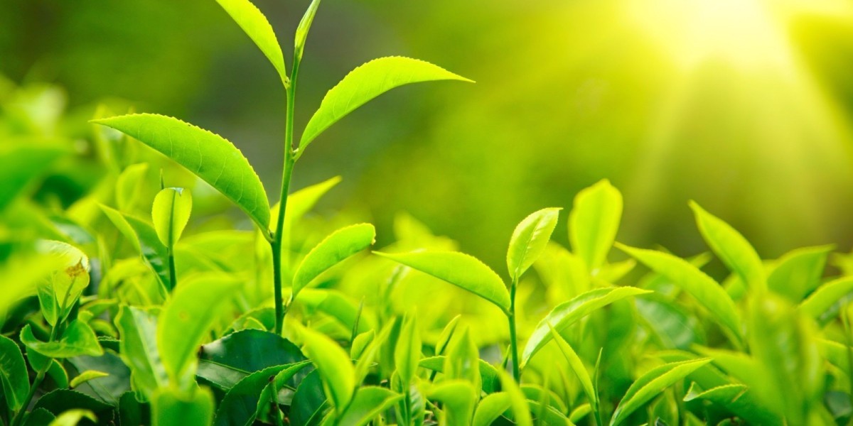 Plant-Based Flavour Market Forecast Highlighting Growth Trends, Consumer Insights, and Future Opportunities
