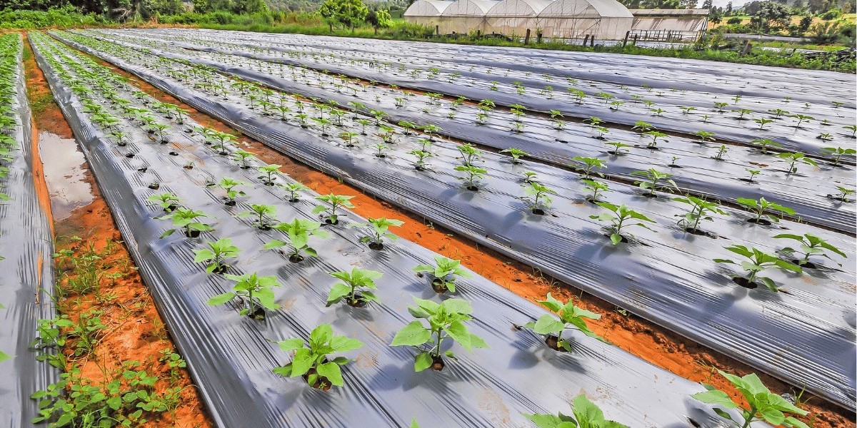 Greenhouse Film Market: Innovations Shaping Sustainable Agriculture