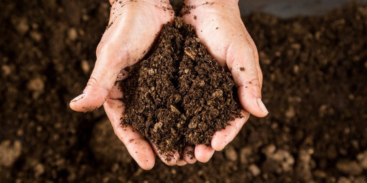 Peat Market: A Comprehensive Overview of the Industry's Players and Trends