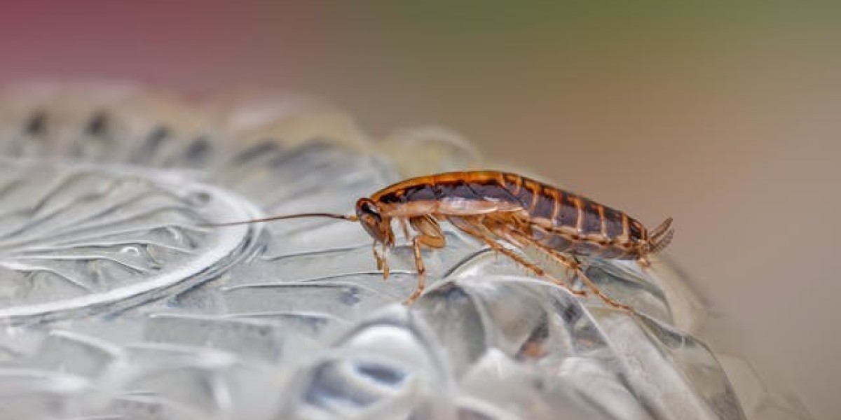 Why Cockroaches Thrive in Dubai’s Climate and How to Stop Them
