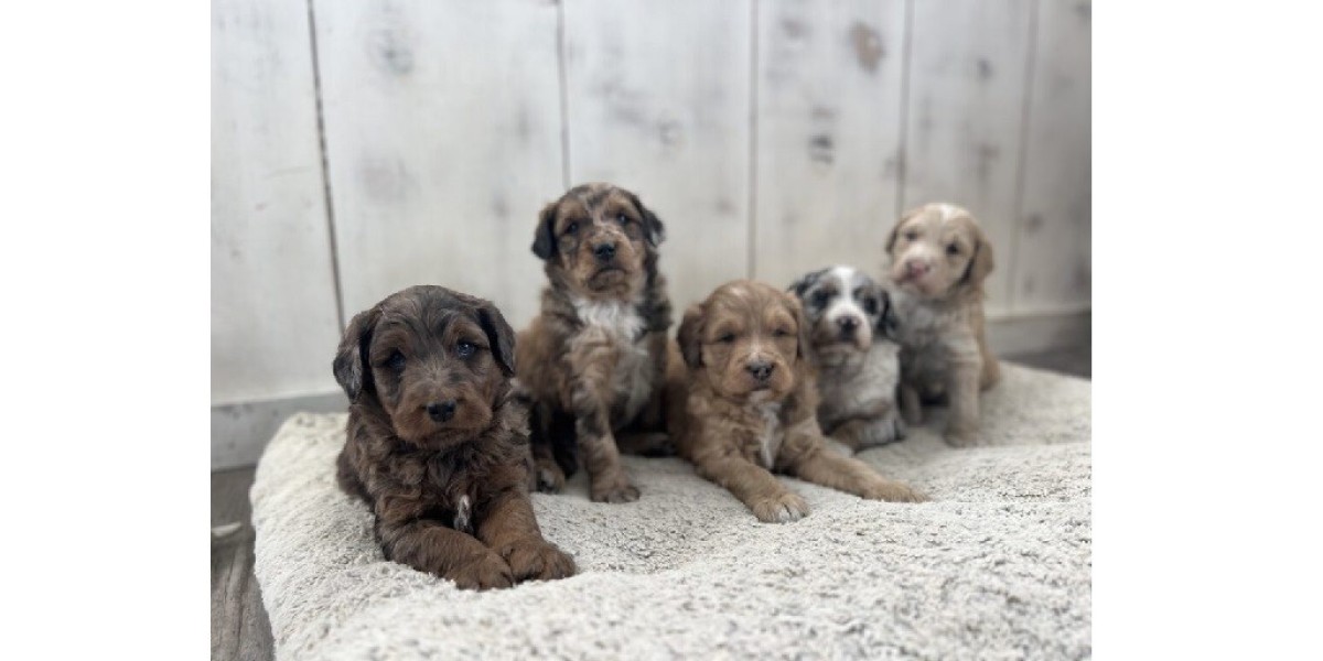 Why a Mini Goldendoodle Is the Best First Pet for Kids Learning Responsibility