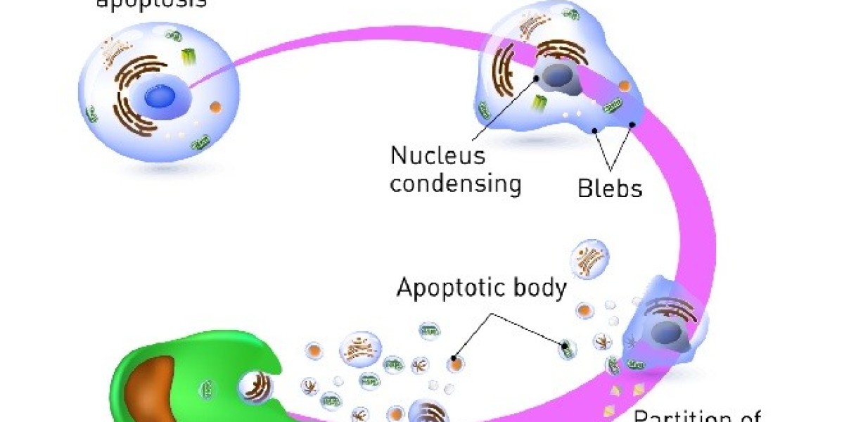Apoptosis Assays Market Analysis, Growth, Trend and Forecast 2034