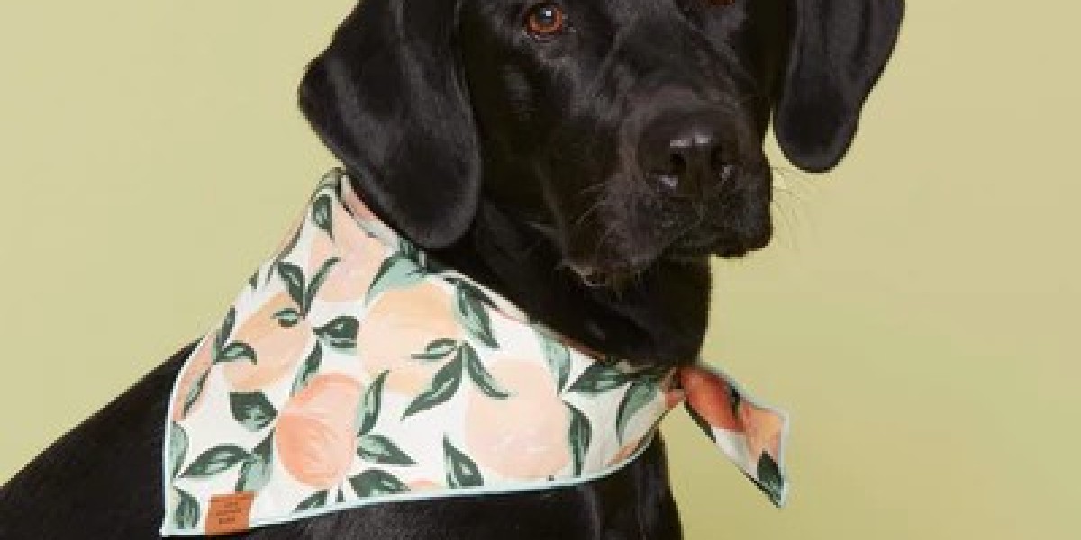 Eva Pet’s Puppy Starter Kit: Essentials for New Dog Owners