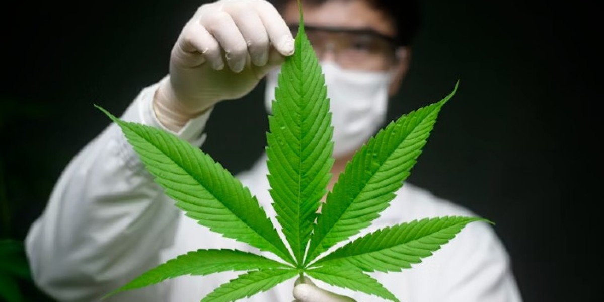 A Beginner’s Guide to Buying Vallejo Cannabis Safely