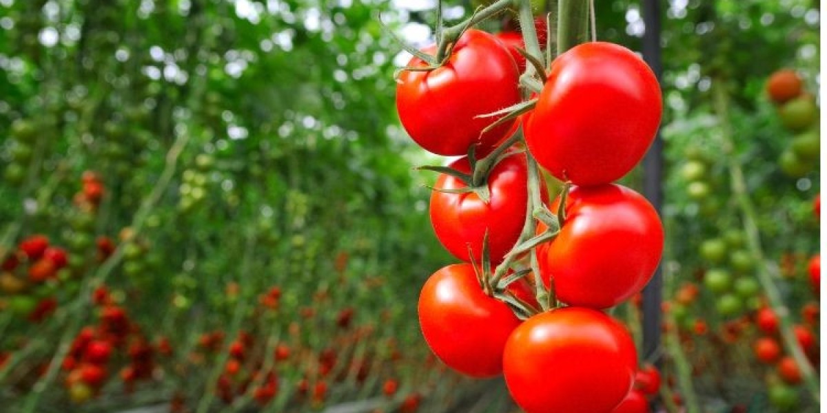North America Tomato Market: Trends, Insights, and Future Outlook