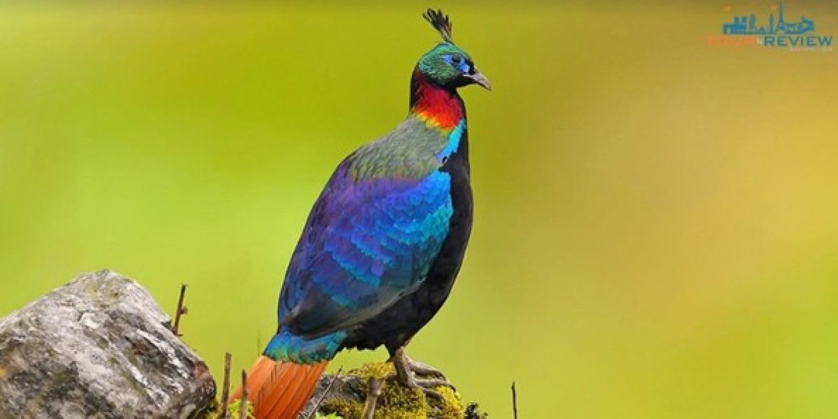 The State Bird of Uttarakhand: Himalayan Monal and Its Splendid Charm