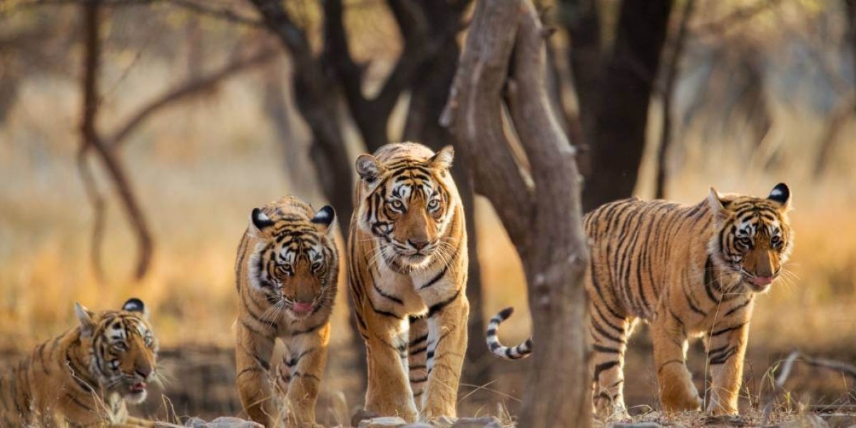 Tiger Safari Tours India: A Wildlife Photographer’s Paradise