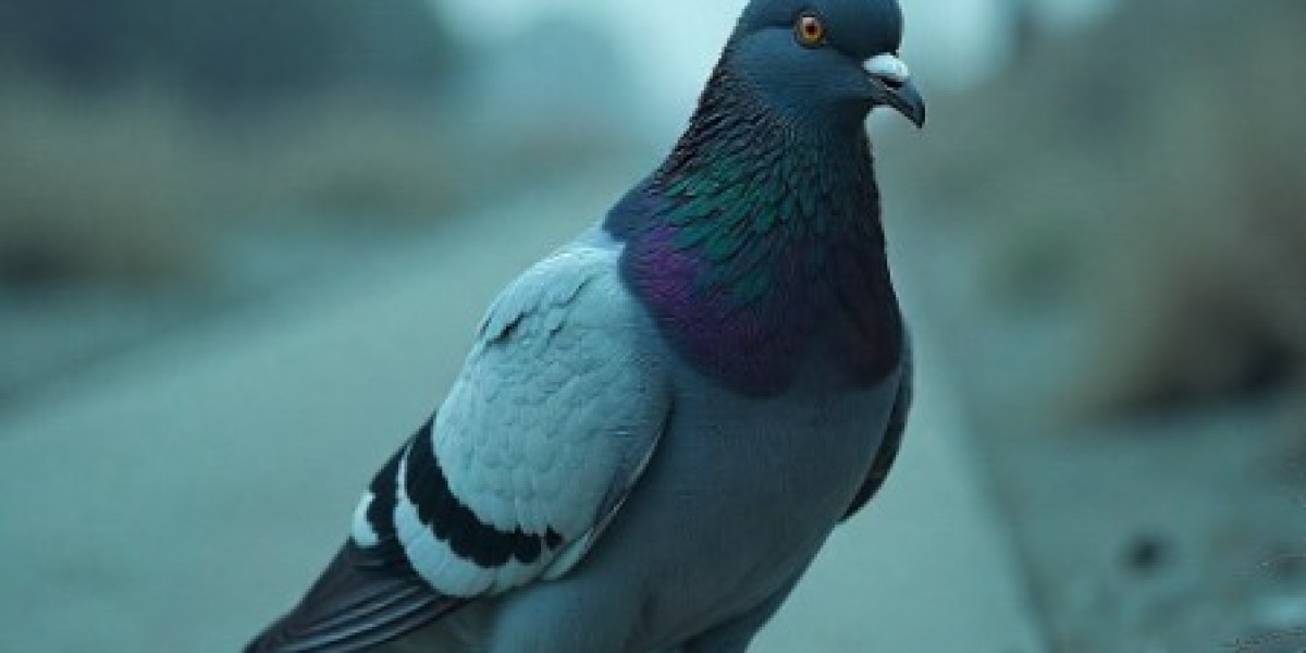 Safe and Effective Pigeon Removal in Las Vegas