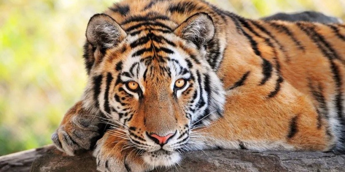 Tiger Symbolism: Passion, Protection, and Strength
