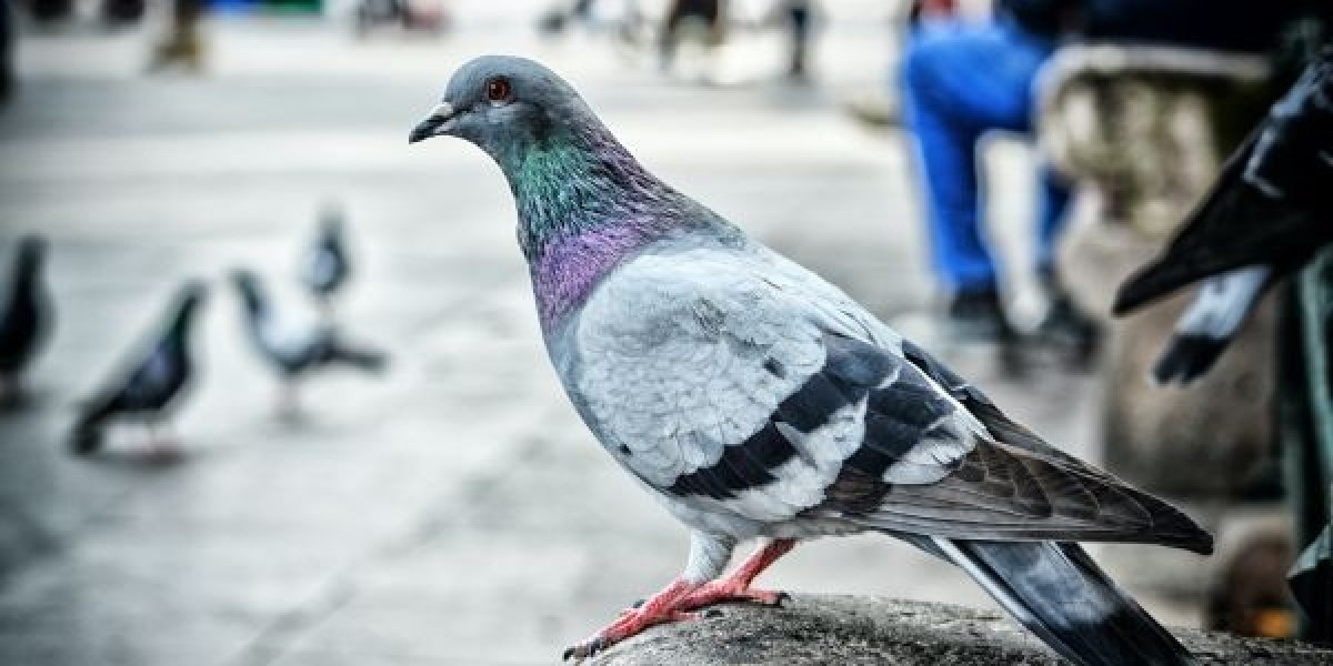 Expert Pigeon Control Melbourne Services by Bird Control Melbourne