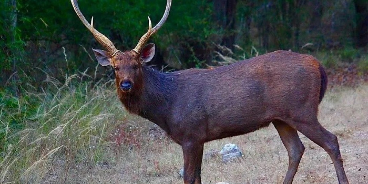Deer Symbolism in World Religions: A Complete Explanation