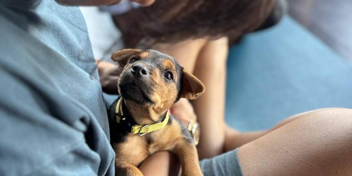 A Guide to Safe Play Activities for Puppies