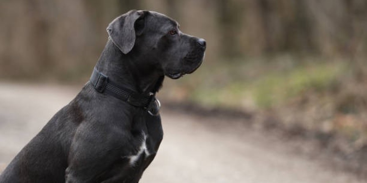 Should I Choose a Cane Corso Puppy for Sale or Adopt From a Shelter?