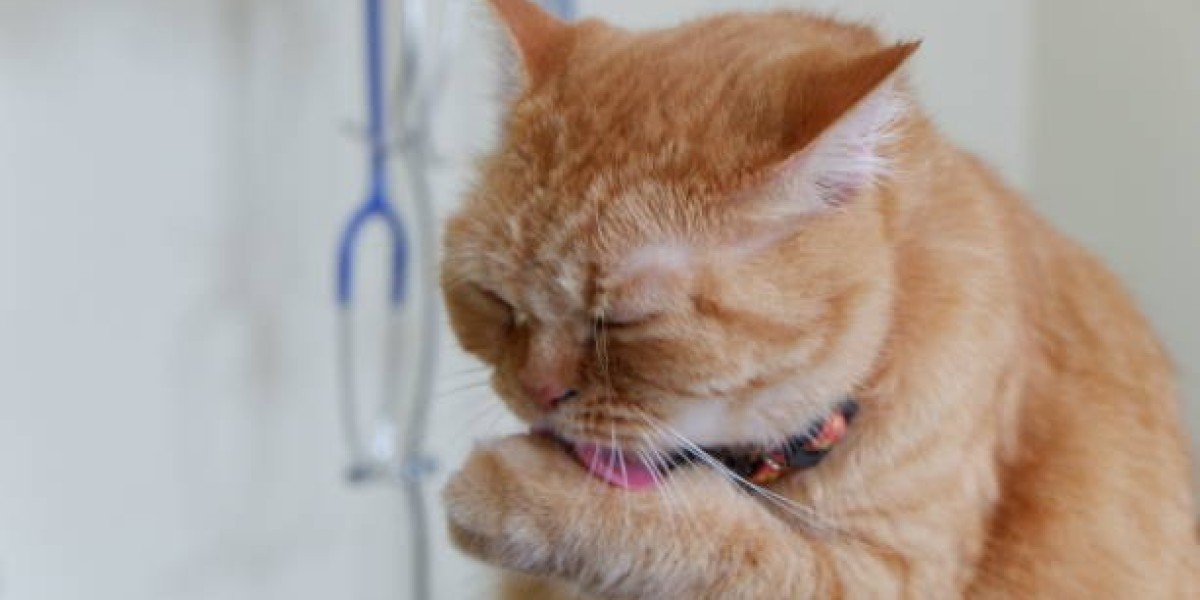 Obesity in Animals Treatment In Ontario