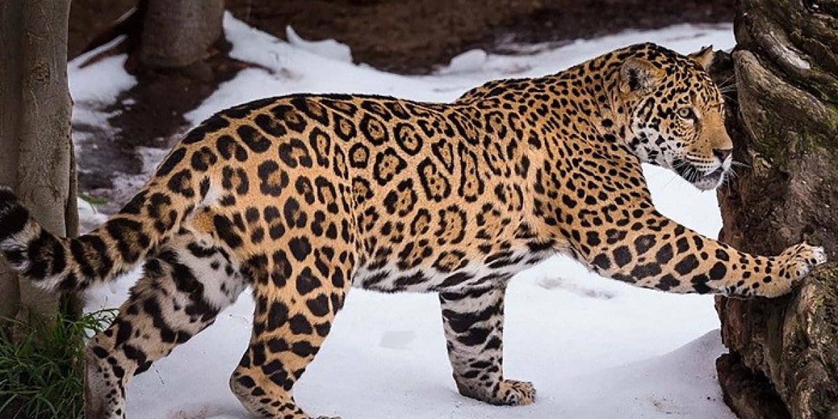 Why Is Jaguar Symbolism Considered a Sacred Totem?
