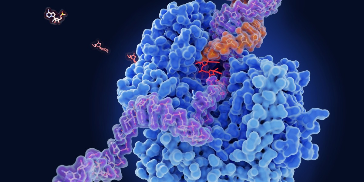 Exploring the Future Landscape: PDE4 Inhibitor Market – Opportunities, Barriers, and Strategic Pathways