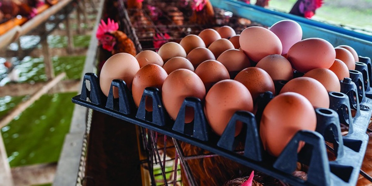 Cage-Free Eggs Market Report: Industry Analysis and Future Outlook