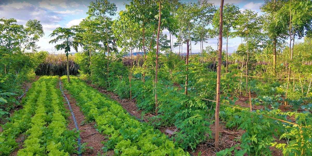 Global Agroforestry Market Outlook 2023–2033: Trends, Growth & Forecasts