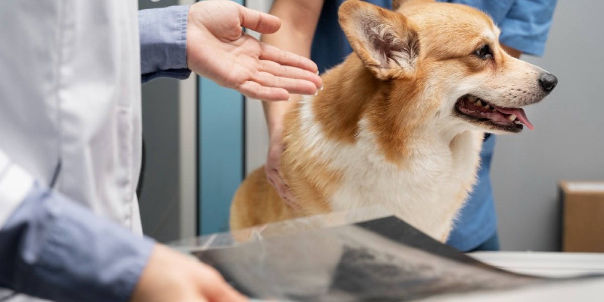Ultrasound for Dogs Near Me