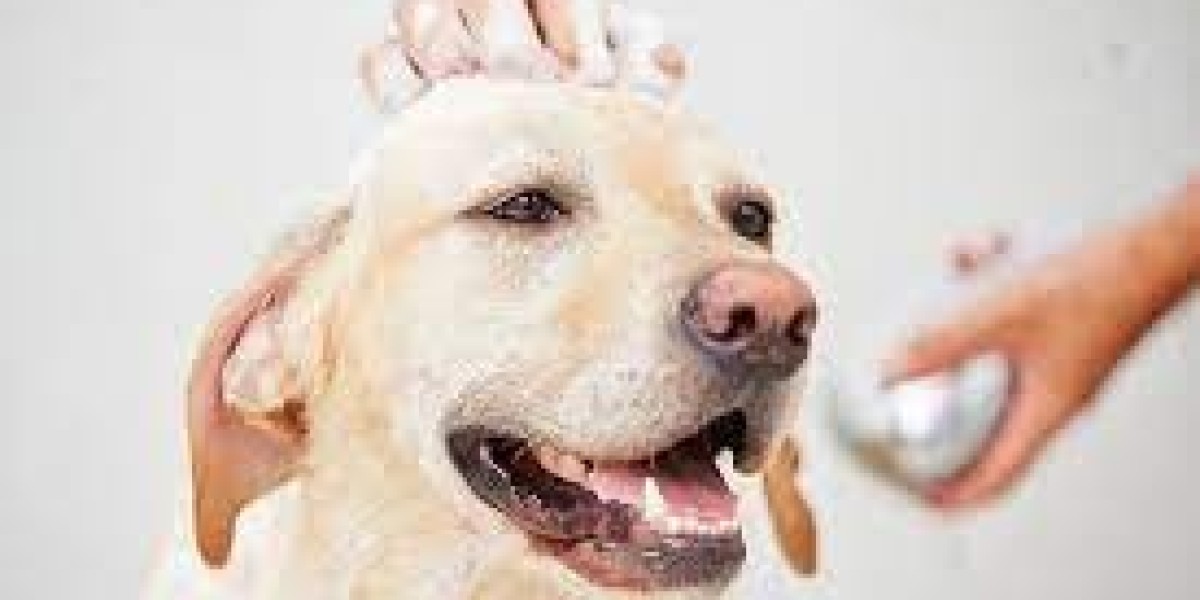Non-Medicated Pet Shampoo Market forecasts highlighting demand growth in e-commerce and online retail channels