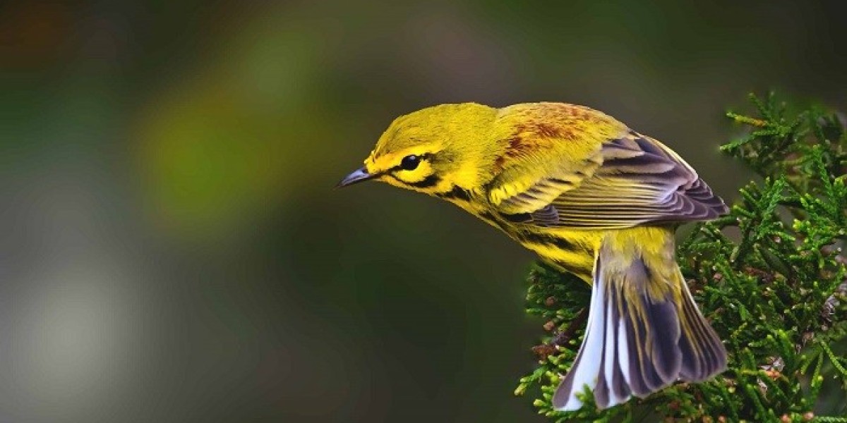 Bird Symbolism: Transformation and Renewal