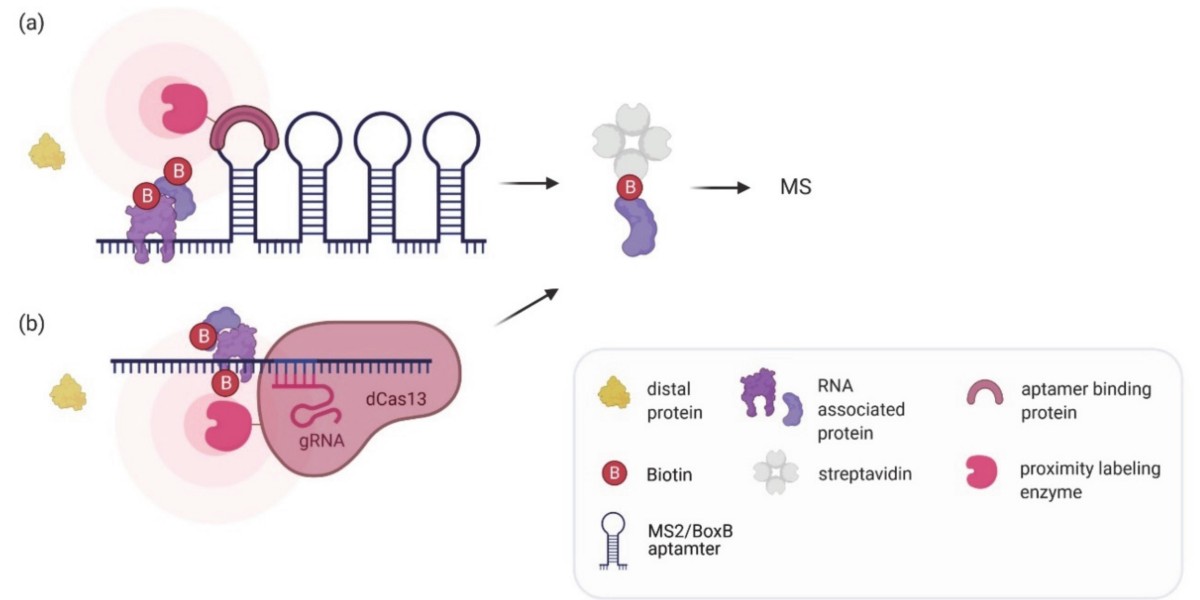 Protein Labeling Market: Key Trends, Technologies & Growth Drivers in 2032