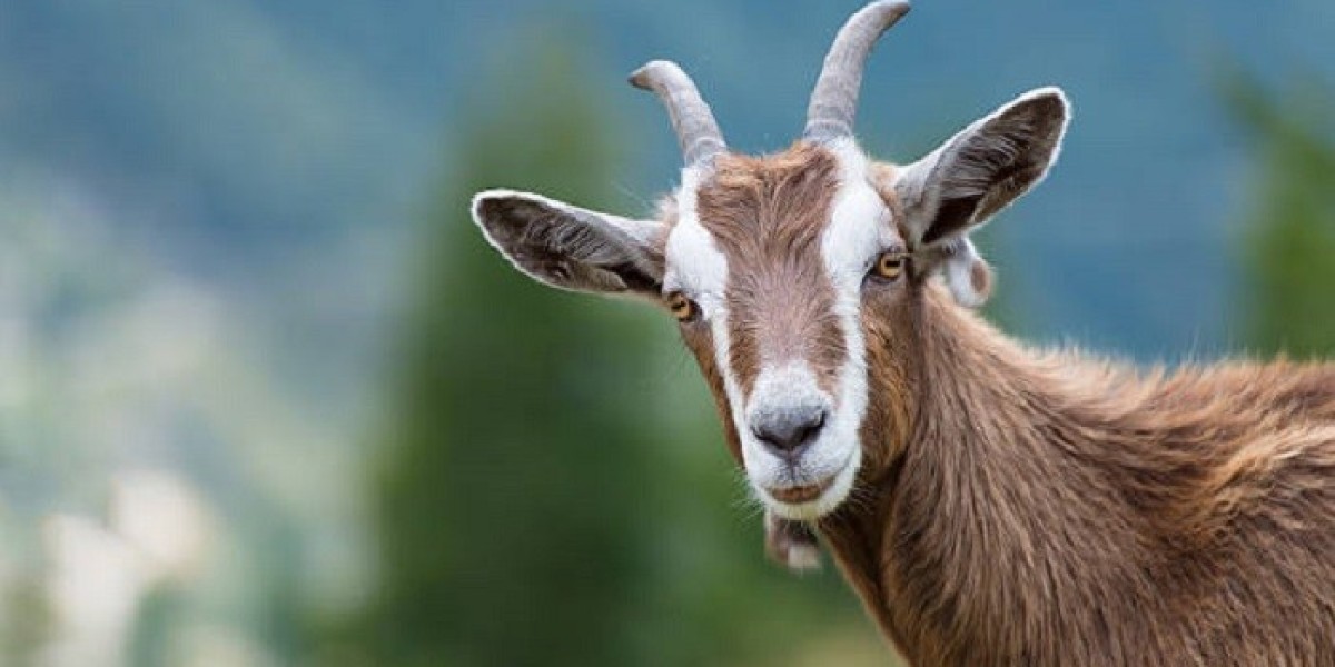 Goat Symbolism: Perseverance, Strength, and Freedom