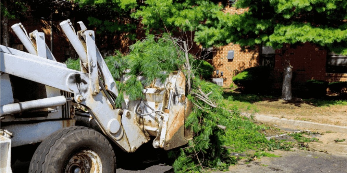 Exploring the Truth Behind Tree Trimming and Removal in New Orleans