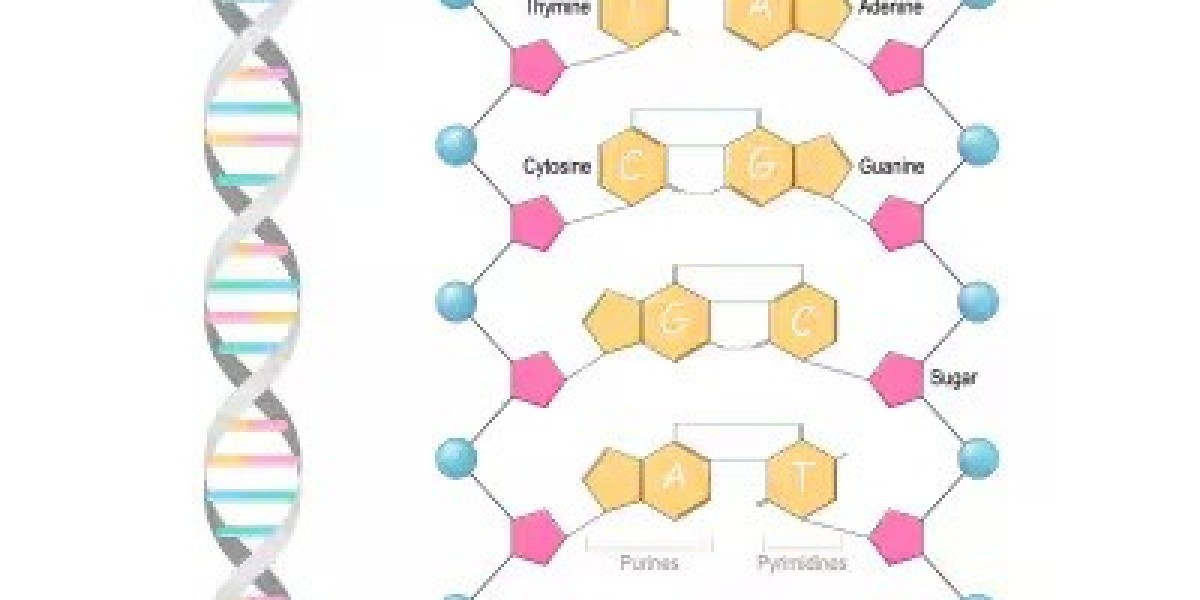 Global Nucleotides Market Outlook 2023–2033: Size, Share & Growth Prospects