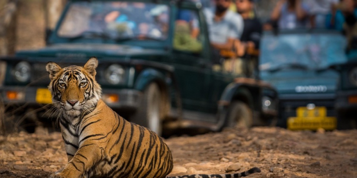 Not Just a Safari — It’s a Roaring Love Affair with Ranthambore